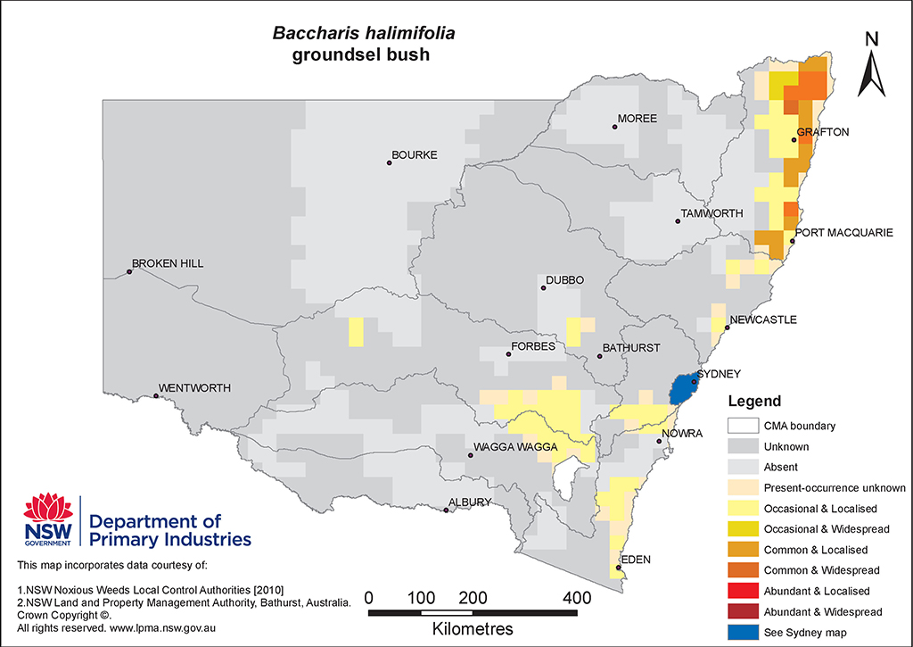 NSW Distribution Map - Groundsel bush