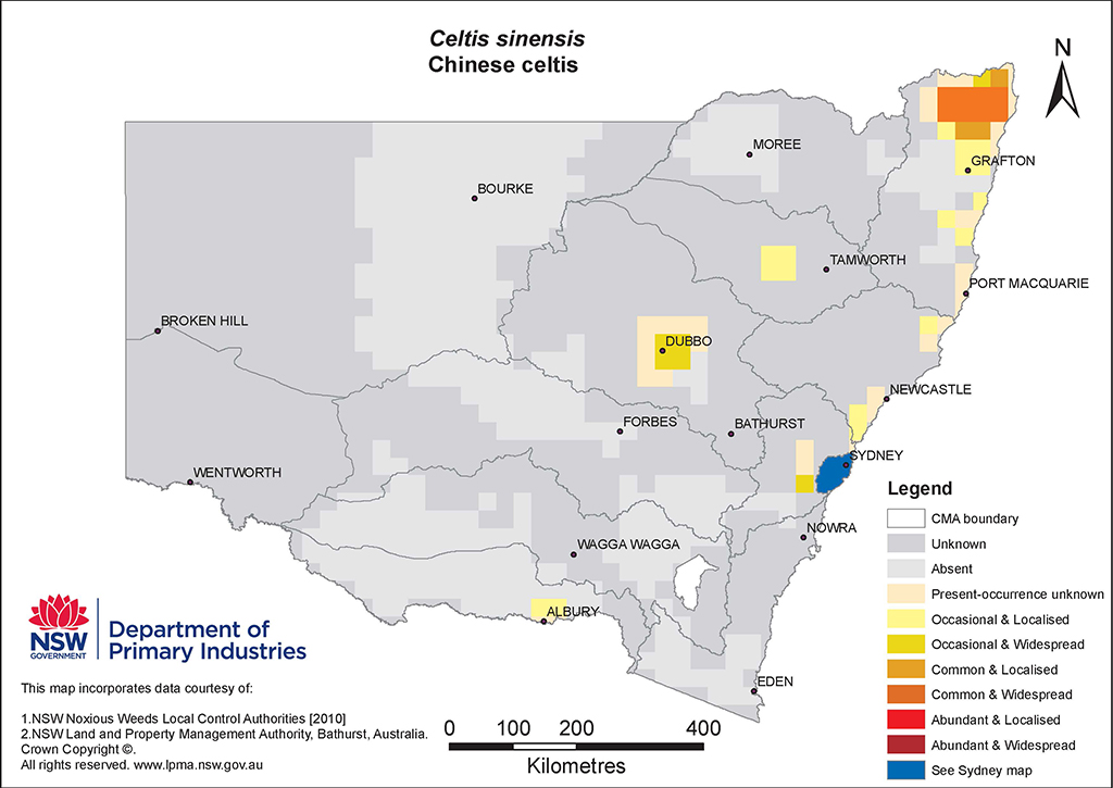 NSW Distribution Map - Chinese celtis