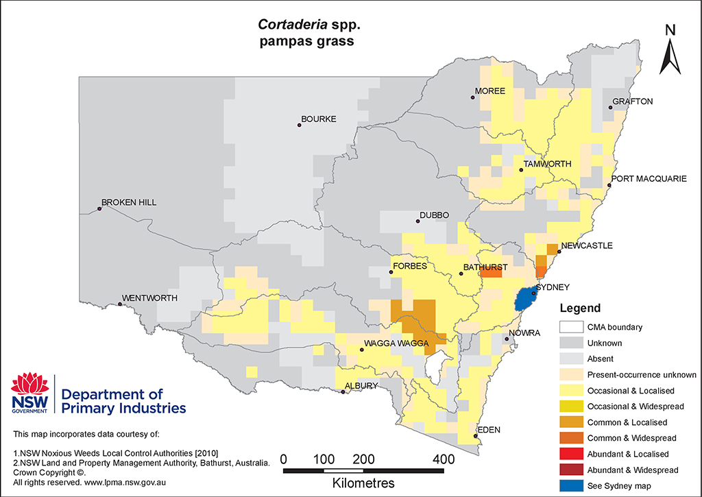 NSW Distribution Map - Pampas grass