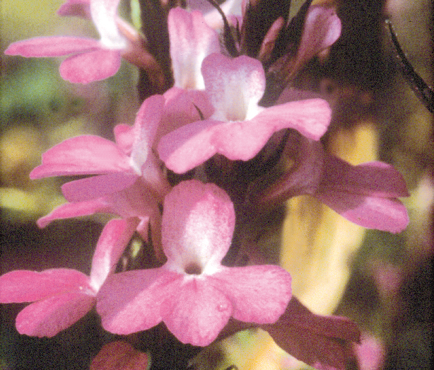 Flower of Striga hermonthica.