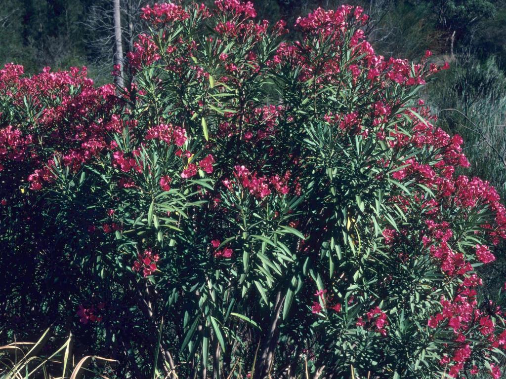 Oleander is a tall multi-stemmed shrub