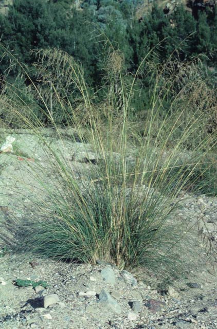African lovegrass growing in rocky, sandy soil