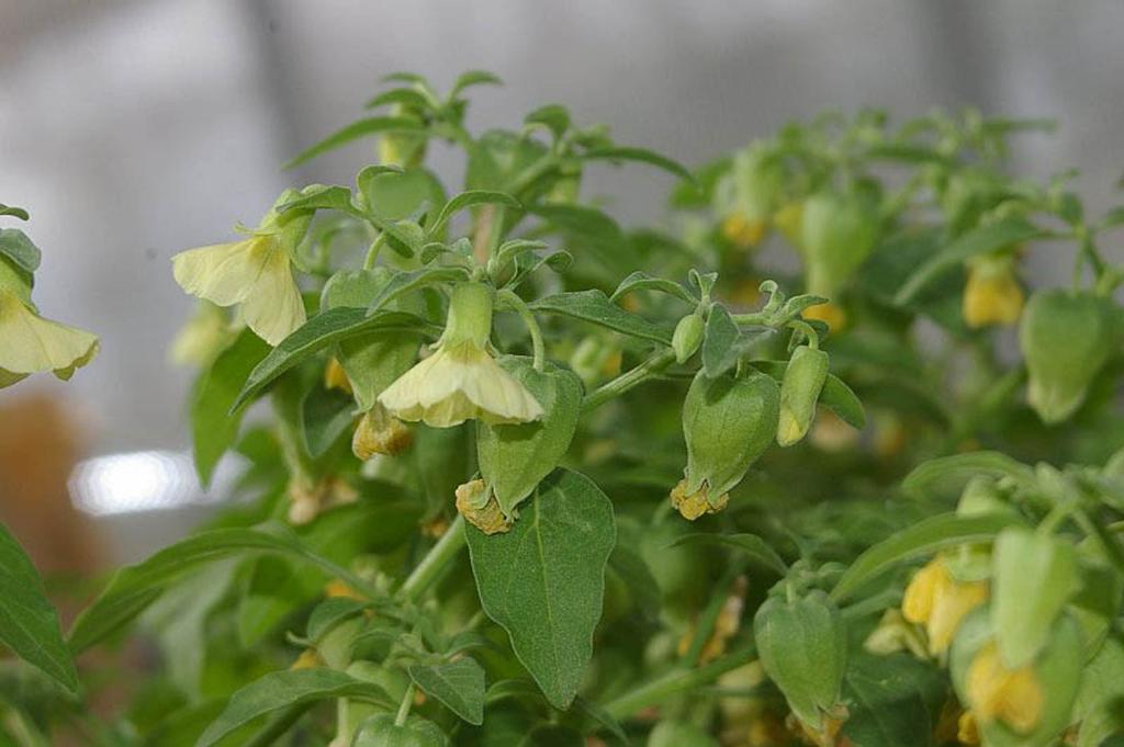 Physalis viscosa, Prairie ground cherry