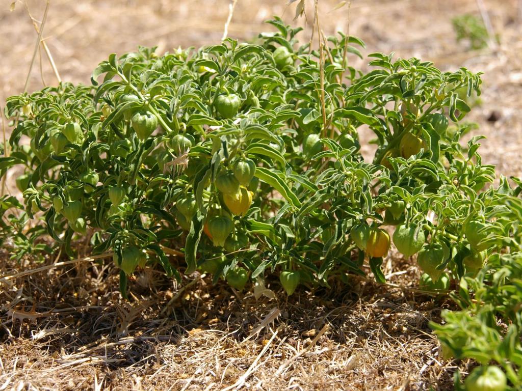 Physalis viscosa, Prairie ground cherry
