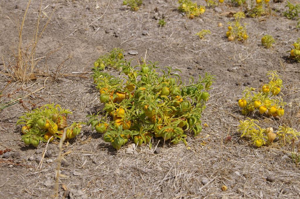 Physalis viscosa, Prairie ground cherry