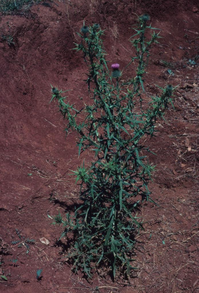 Spear thistle, Cirsium vulgare, also black thistle