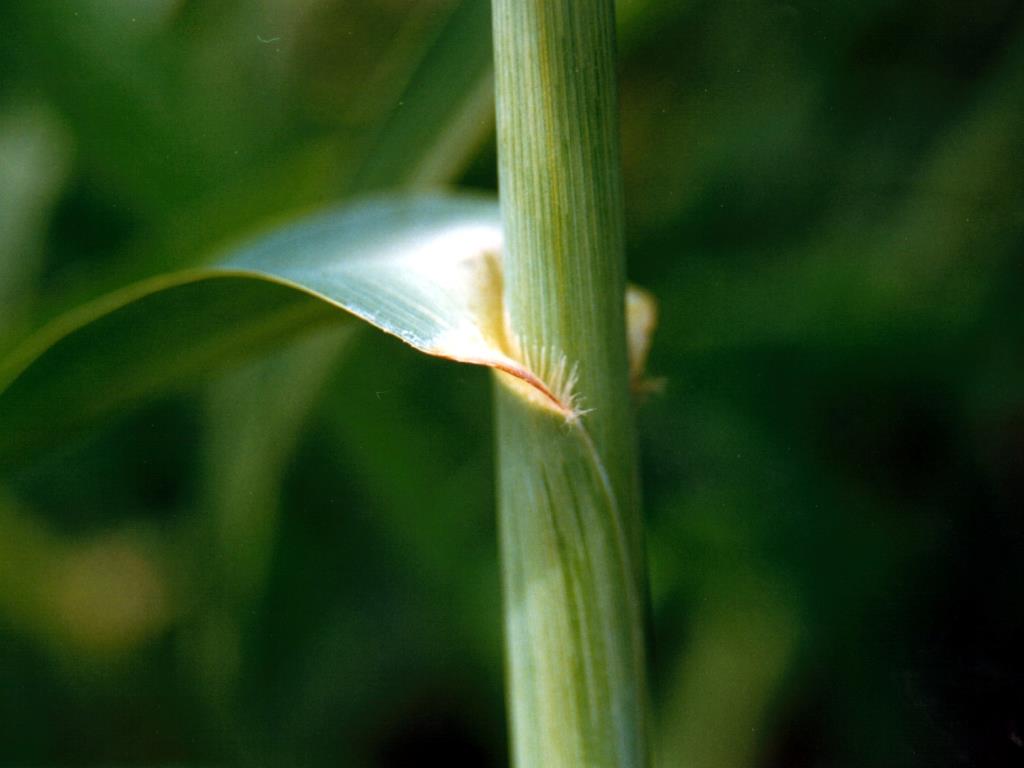 Aleman grass has a fringe of yellow hairs around the leaf base. 