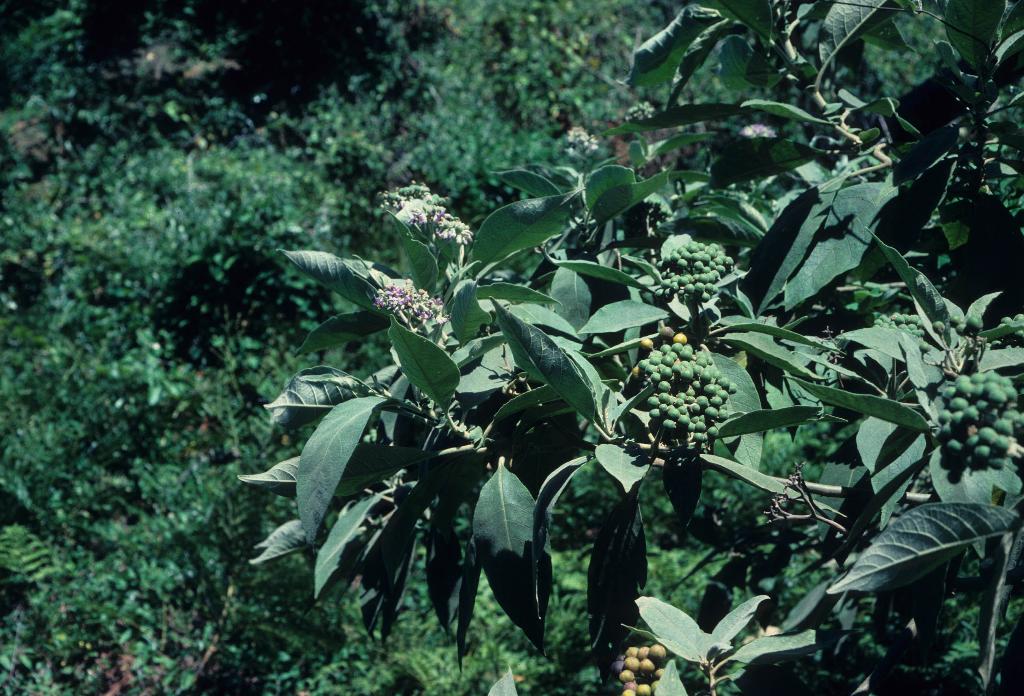 Wild tobacco tree, Solanum mauritianum