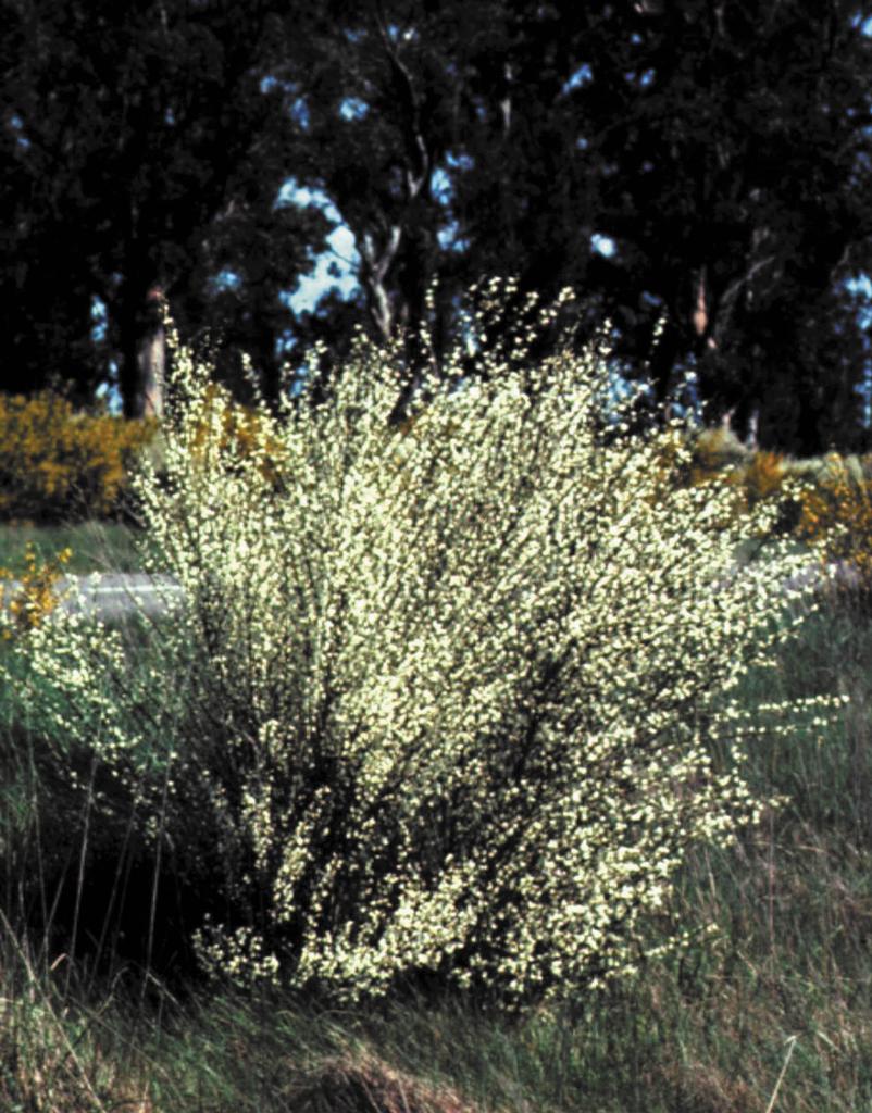 White Spanish broom can grow up to 3 m high. 