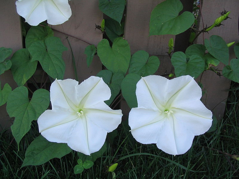 Moonflower has white flowers and characteristic heart-shaped leaves.