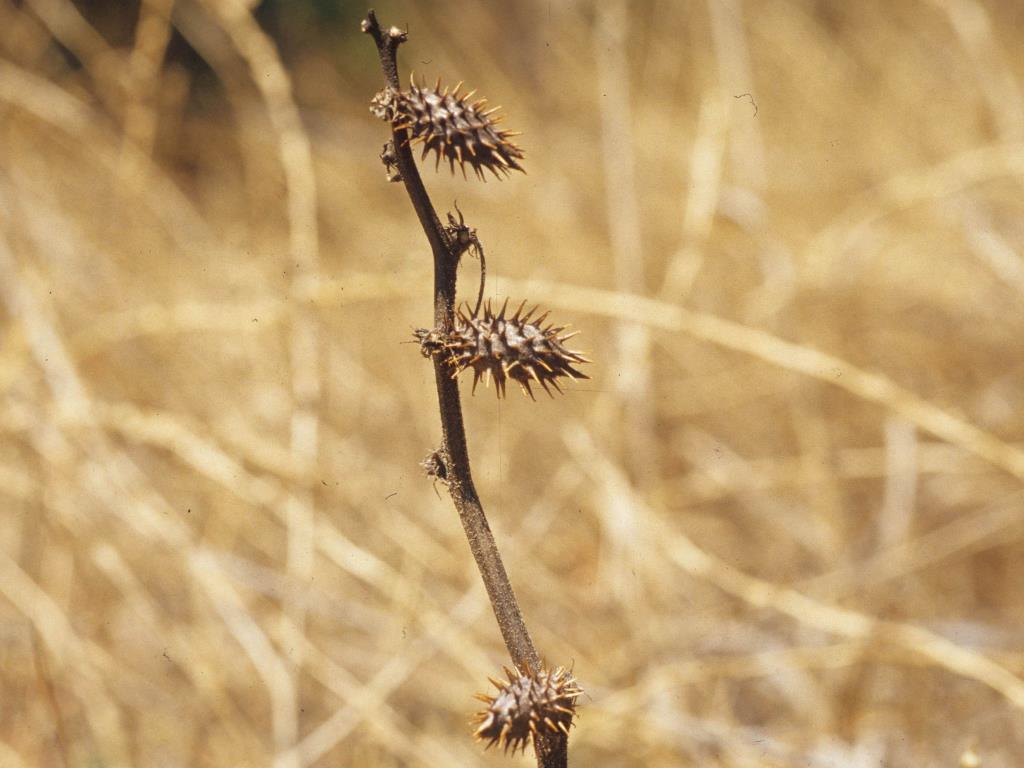 Noogoora burr mature seedhead