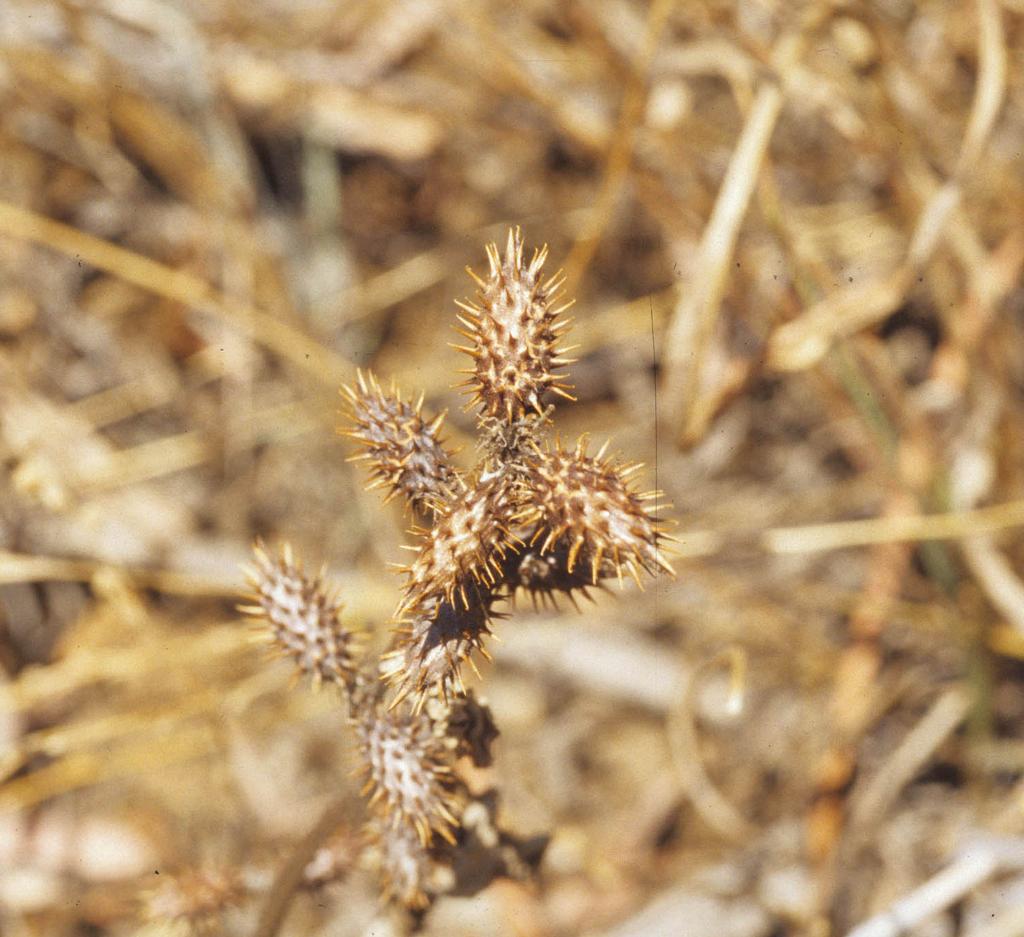 Noogoora burr mature seedhead