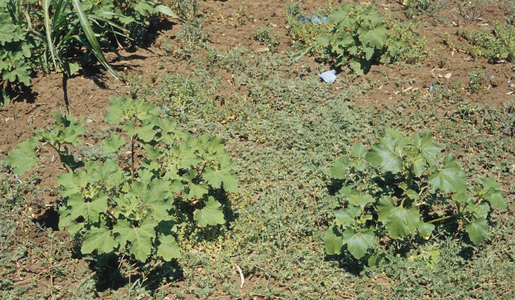 Italian cockleburr (left) & noogoora burr (right).