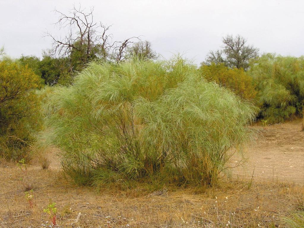 White weeping broom is an aggressive invader which thrives on nutrient-poor soil. 
