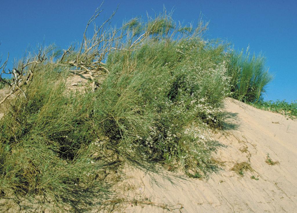 In the Mediterranean region, white weeping broom is found in dry sandy conditions. 