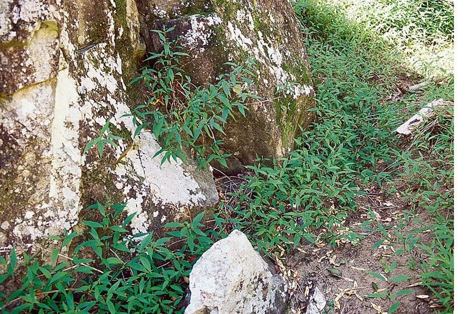 Mistflower has a creeping habit and prefers shaded areas.