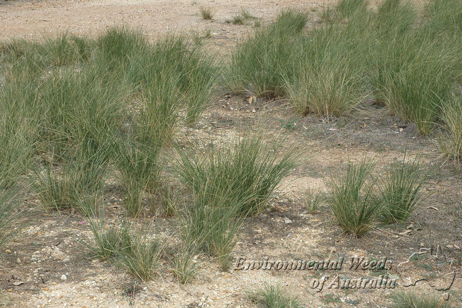 An infestation of broad kernel espartillo.