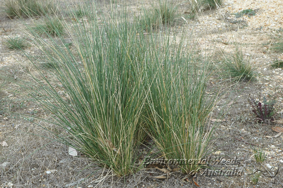 Broad-kernel espartillo grows in dense tufts.