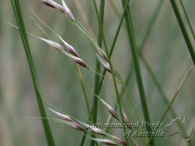 Flower spikelets of broad kernel espartillo.