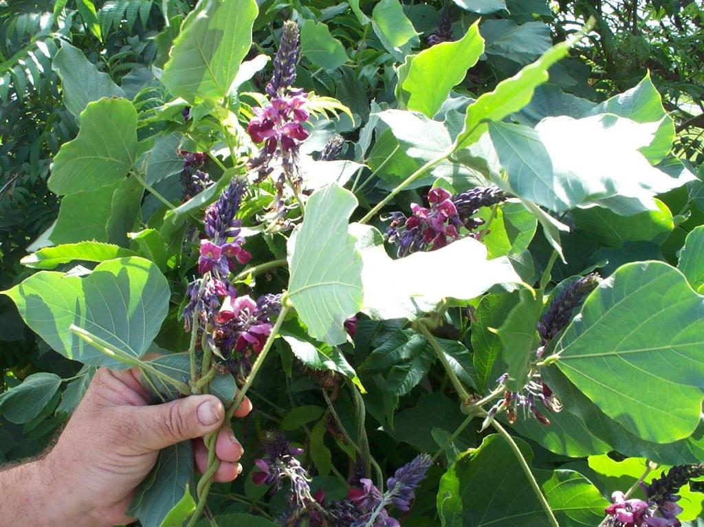 Kudzu flowers are pea-like and may be purple, pink or blue.