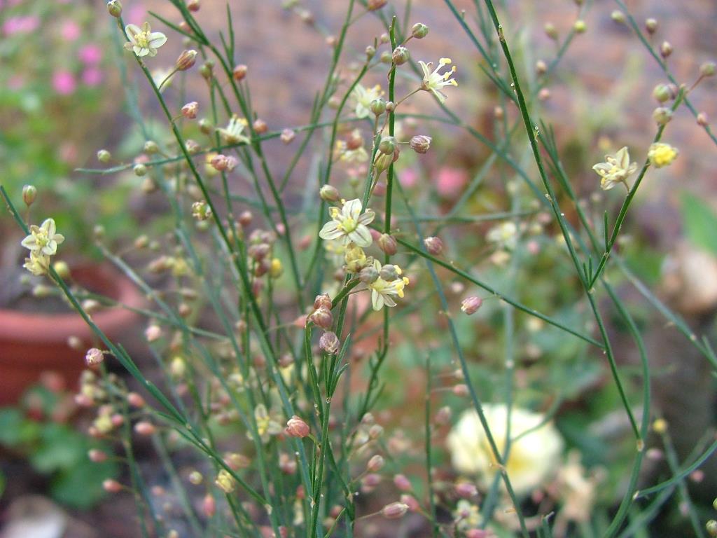 Asparagus fern flowers.