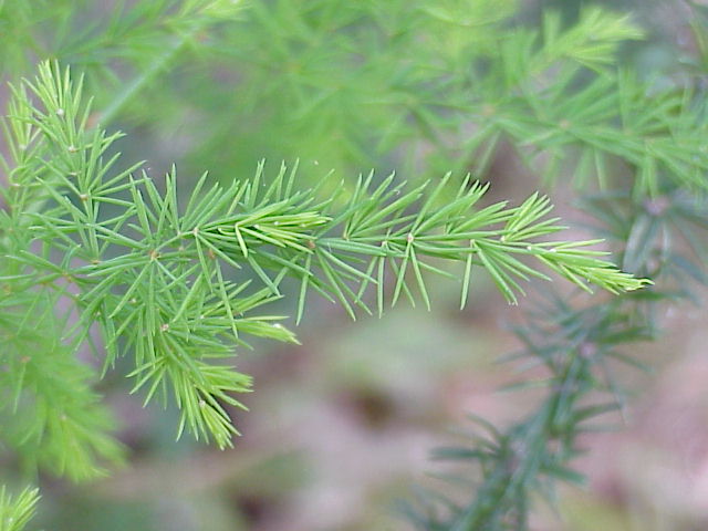 Close-up image of climbing asparagus foliage.