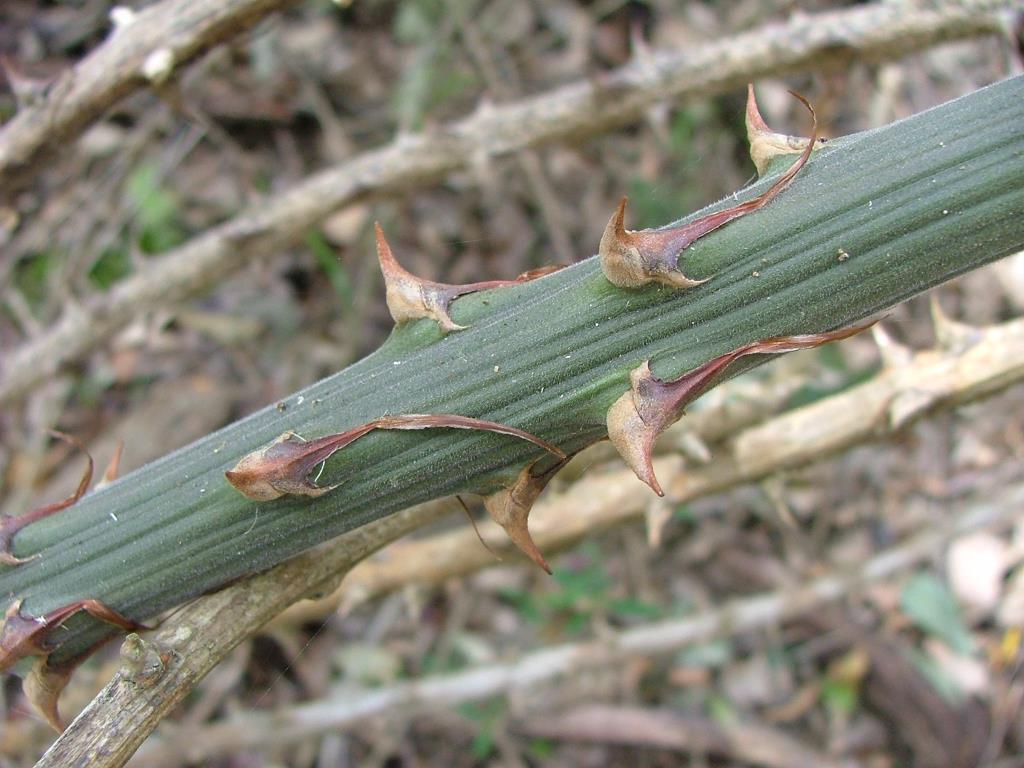 Spines on the stems of climbing asparagus.