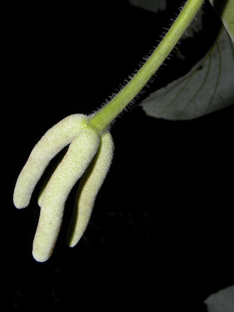 Cecropia female flower head. 
