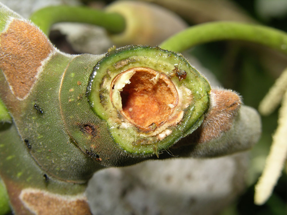 Young stems of Cecropia are often hollow.