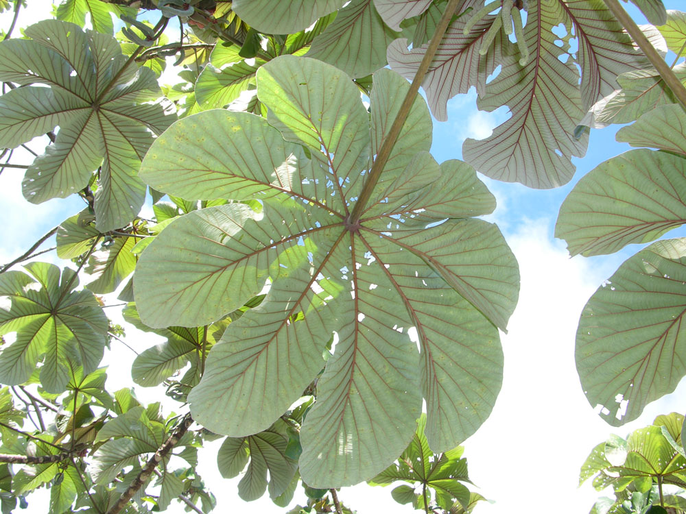 Cecropia leaves from below.