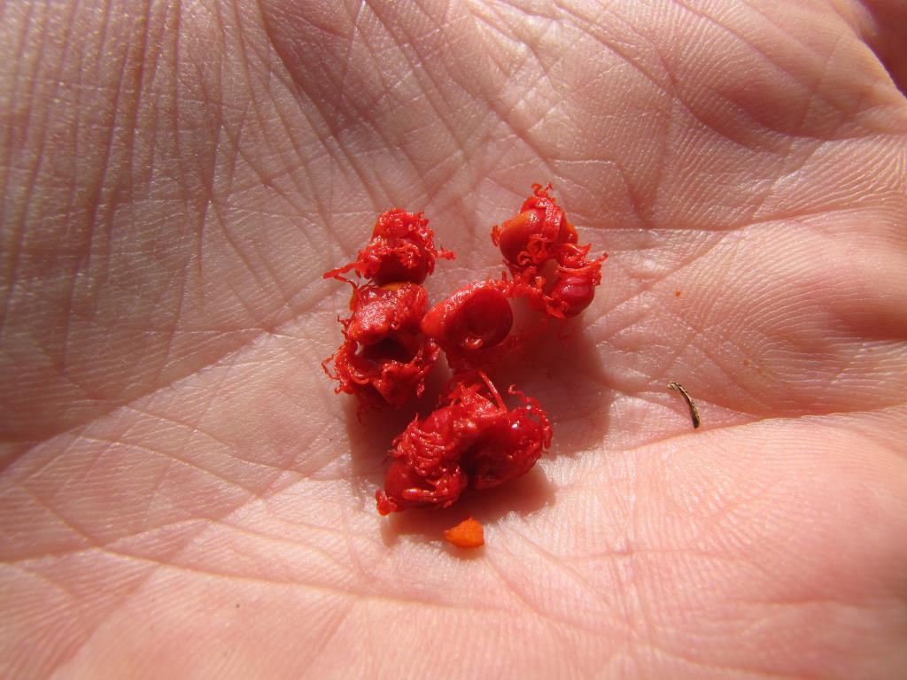 Ginger lily seeds.
