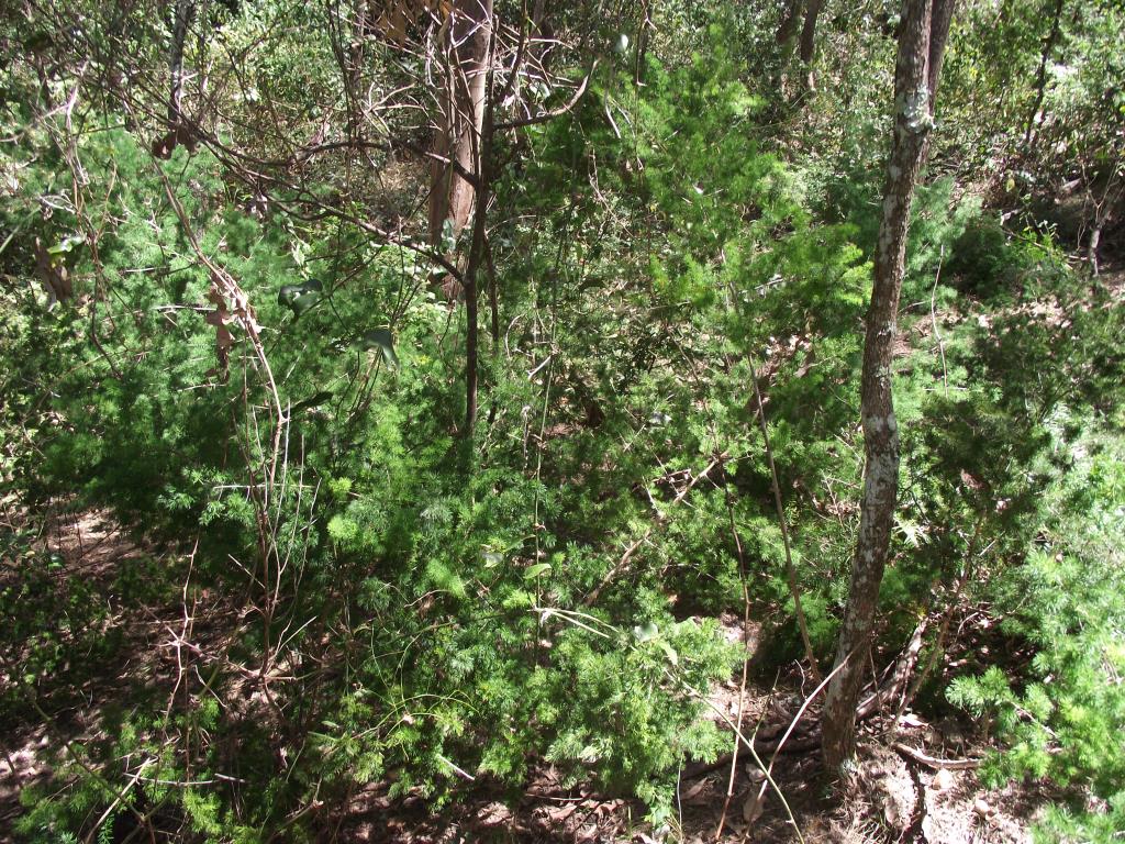 Ming asparagus fern infestation in bushland.
