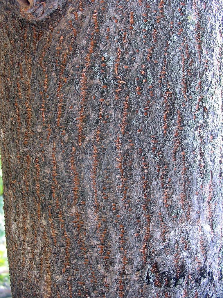 Bark of the paper mulberry has shallow grooves.