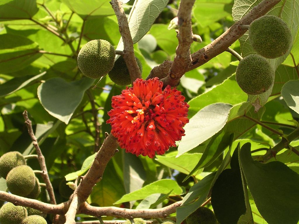 Paper mulberry green female flowerhead and red fruits.