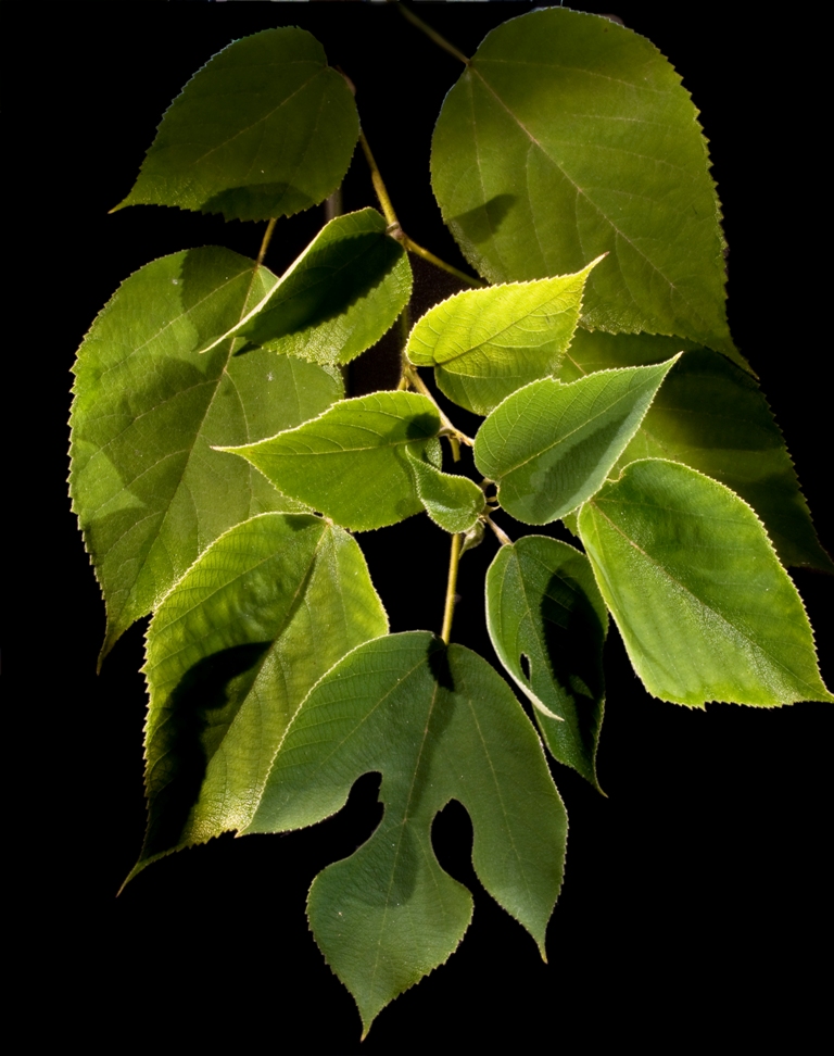 Paper mulberry leaves can be oval, heart shaped or lobed.