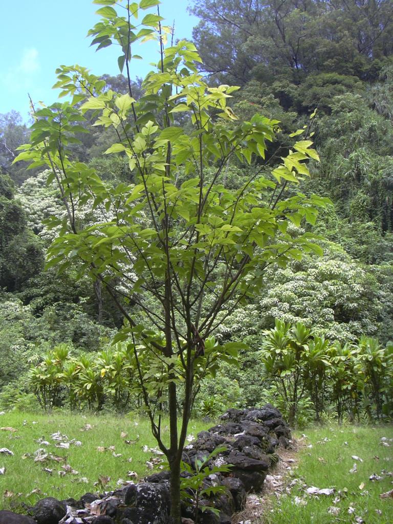 Paper mulberry trees can grow to 20 m.