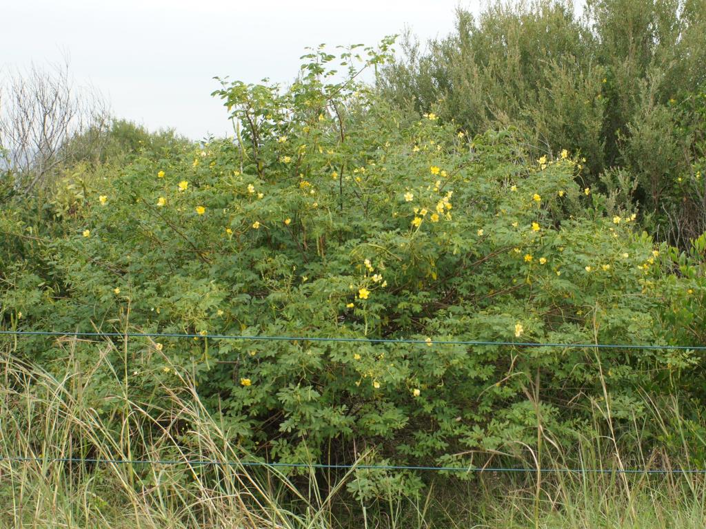 A cassia shrub in flower.