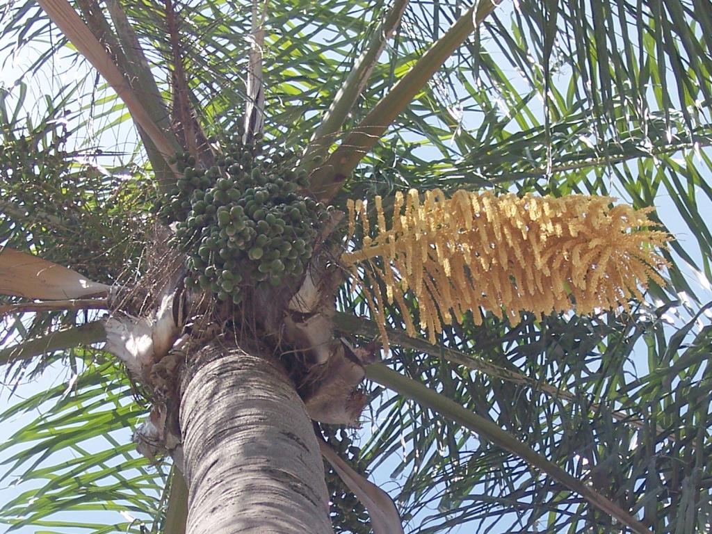 A cocos palm with long clusters of yellow flowers and green fruit. 