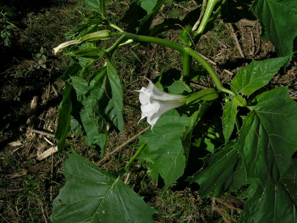 Common thornapple has white trumpet-shaped flowers