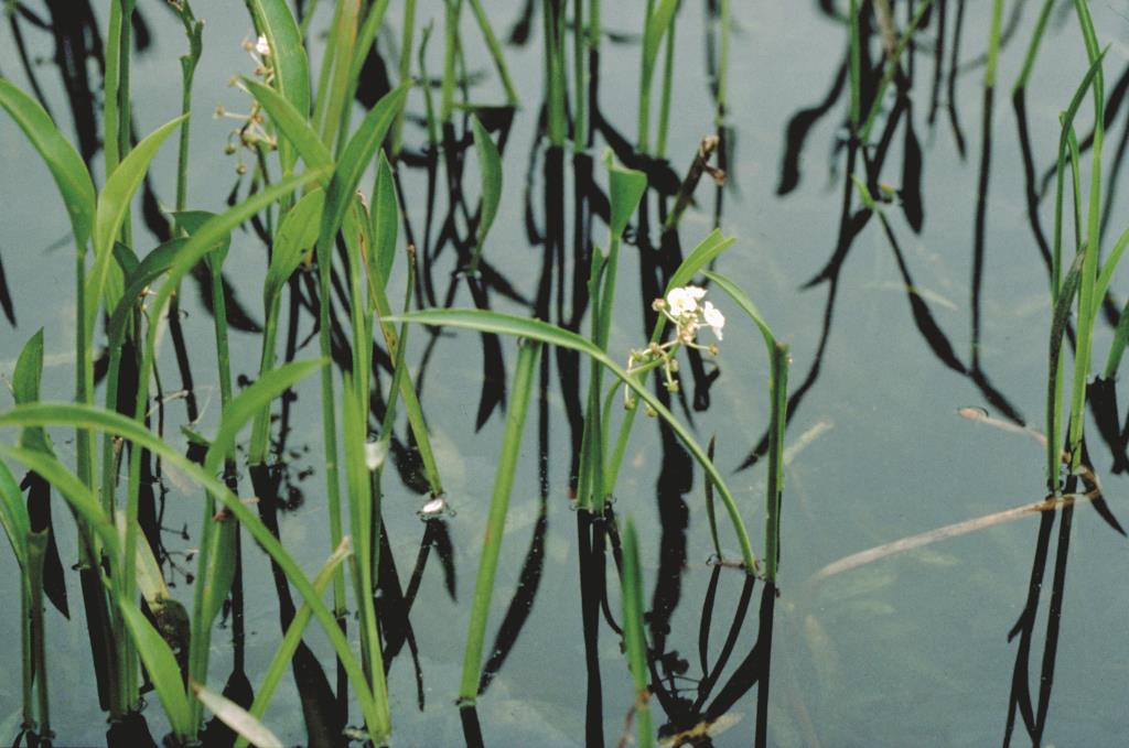 The narrow-leaved emergent form of sagittaria.