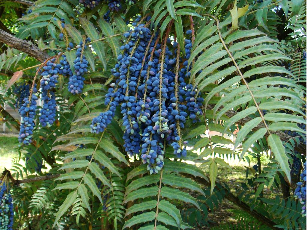 Fruit and leaves