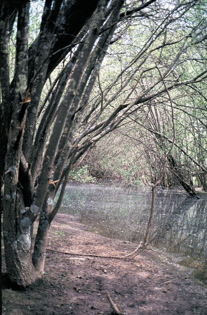 Willows shade out and displace native vegetation, leading to erosion and poor water quality.