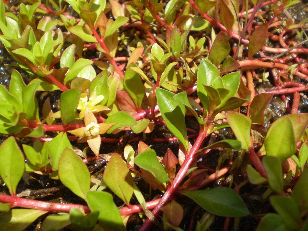 Red ludwigia has reddish stems and the leaves may also have a red tinge.