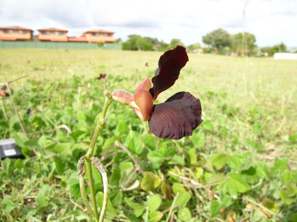 Close up of pea-like flower, which can be dark reddish black to purple.