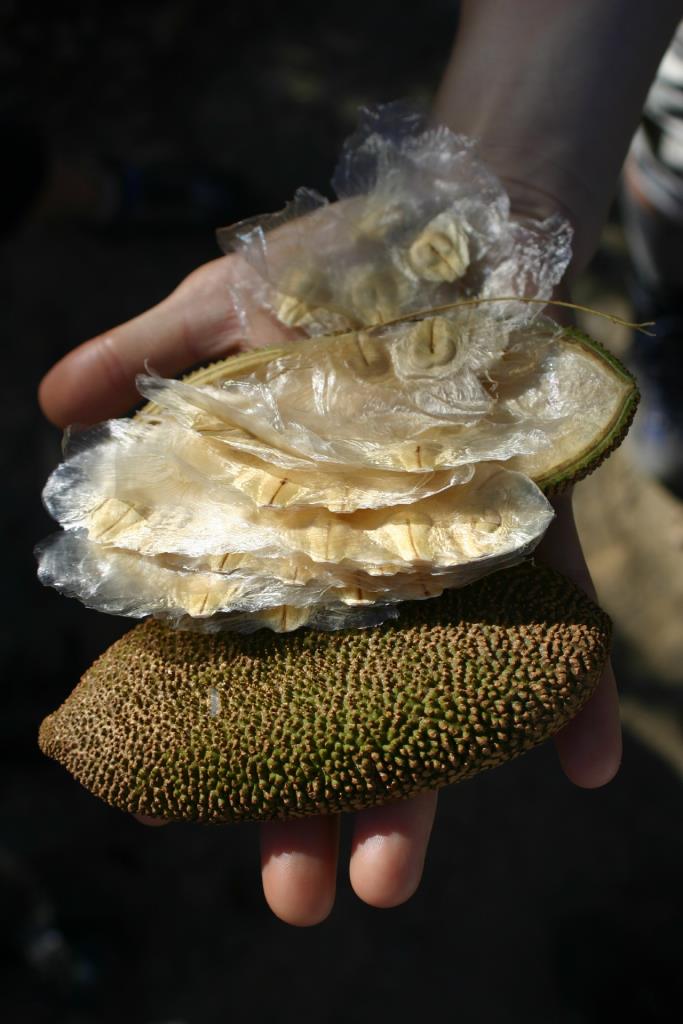 The seeds have a transparent, papery wing and are inside a large woody pod.
