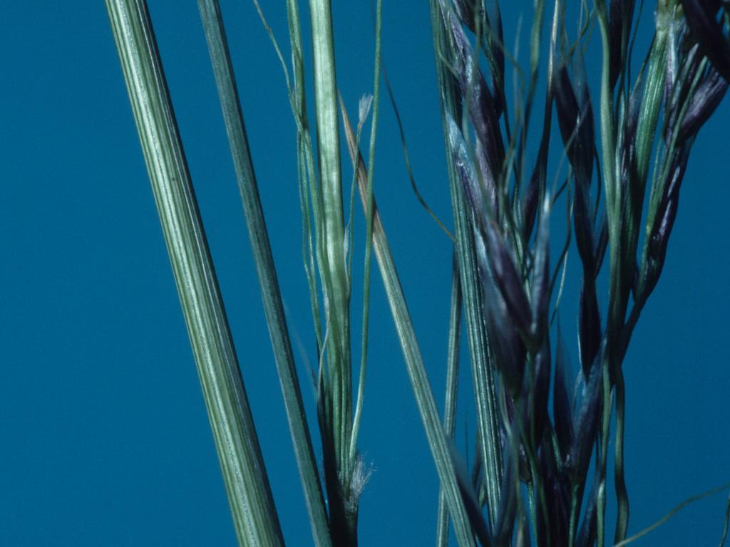 Narrow kernel espartillo