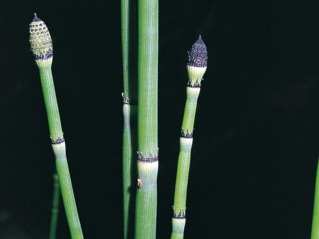 Fruiting cones of horsetails