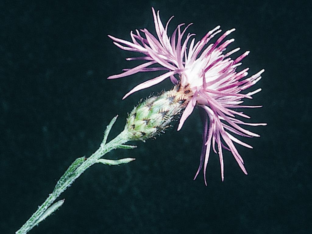 Spotted knapweed has black-tipped bracts below the petals.