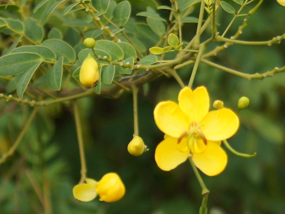 Cassia has pea-like yellow flowers.