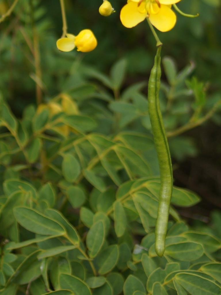 Cassia has cylindrical pods up to 20 cm long.